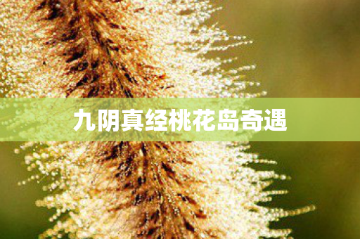 九阴真经桃花岛奇遇 九阴真经桃花岛奇遇