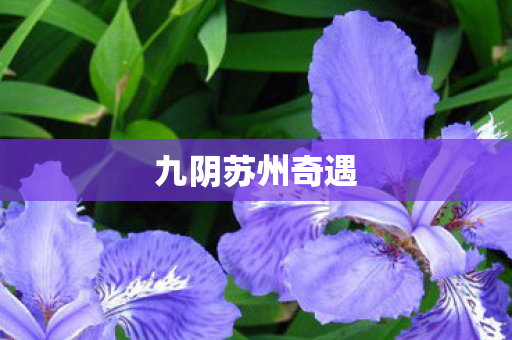 九阴苏州奇遇