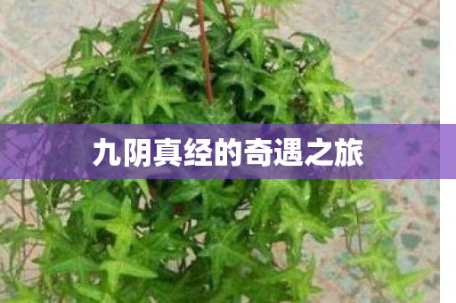 九阴真经的奇遇之旅