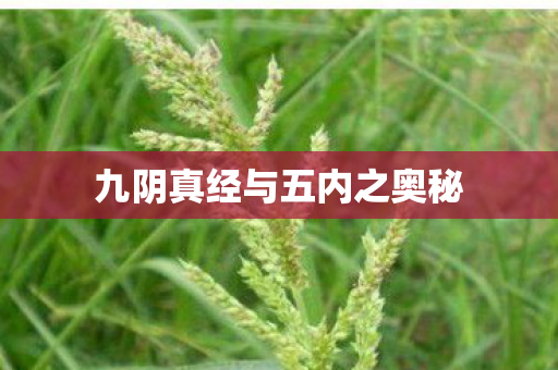 九阴真经与五内之奥秘 九阴真经与五内之奥秘