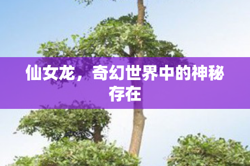 仙女龙，奇幻世界中的神秘存在