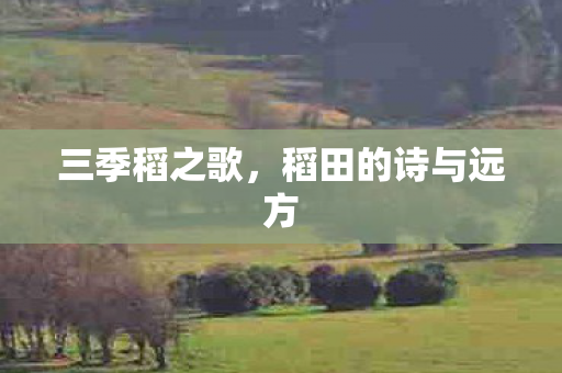 三季稻之歌，稻田的诗与远方