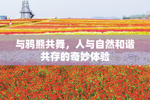 与鸦熊共舞,人与自然和谐共存的奇妙体验 与鸦熊共舞,人与自然和谐共存的奇妙体验