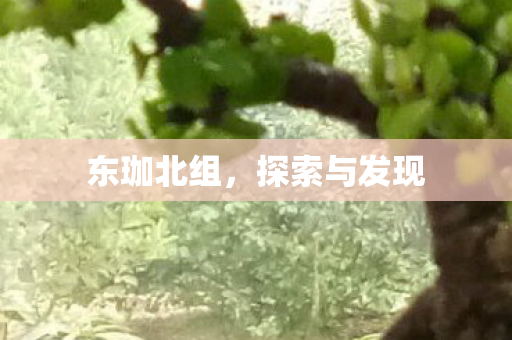 东珈北组，探索与发现
