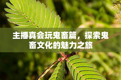主播真会玩鬼畜篇，探索鬼畜文化的魅力之旅