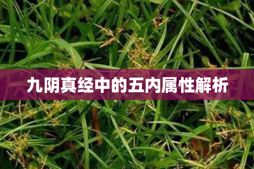九阴真经中的五内属性解析