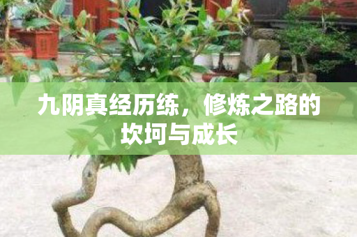 九阴真经历练，修炼之路的坎坷与成长