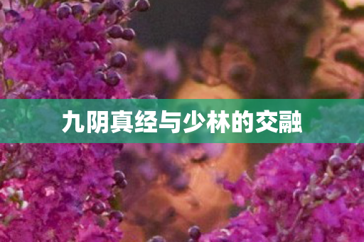 九阴真经与少林的交融 九阴真经与少林的交融