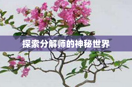 探索分解师的神秘世界