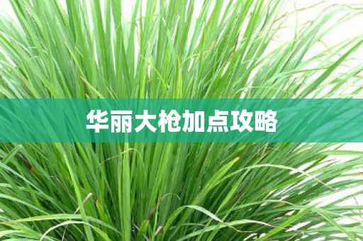 华丽大枪加点攻略