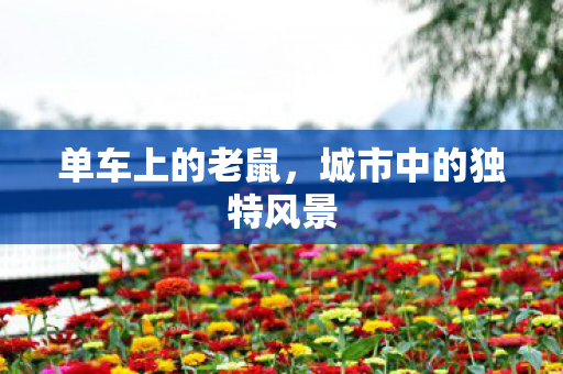 单车上的老鼠，城市中的独特风景