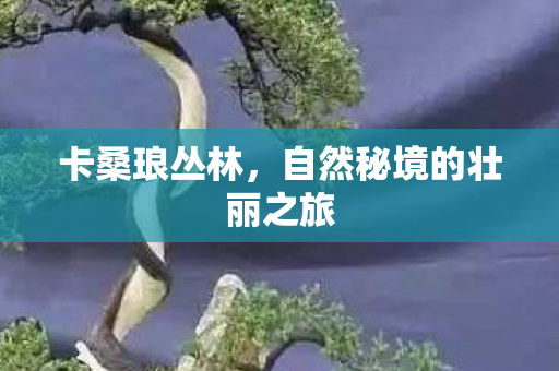 卡桑琅丛林，自然秘境的壮丽之旅
