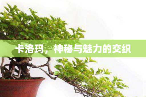 卡洛玛，神秘与魅力的交织