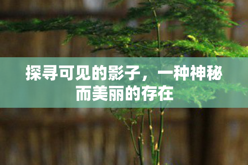 探寻可见的影子，一种神秘而美丽的存在