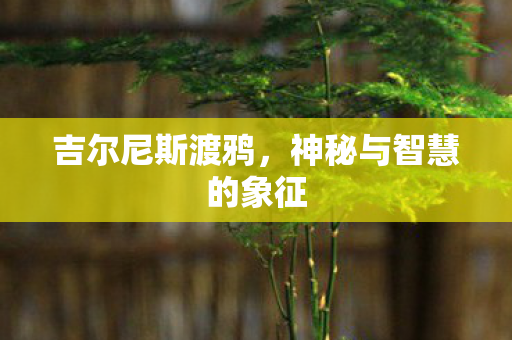 吉尔尼斯渡鸦,神秘与智慧的象征 吉尔尼斯渡鸦,神秘与智慧的象征