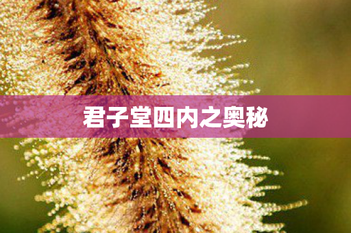 君子堂四内之奥秘 君子堂四内之奥秘