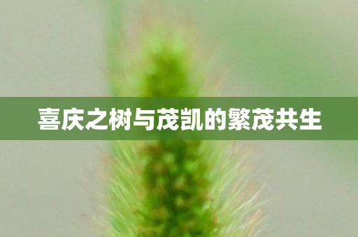 喜庆之树与茂凯的繁茂共生 喜庆之树与茂凯的繁茂共生