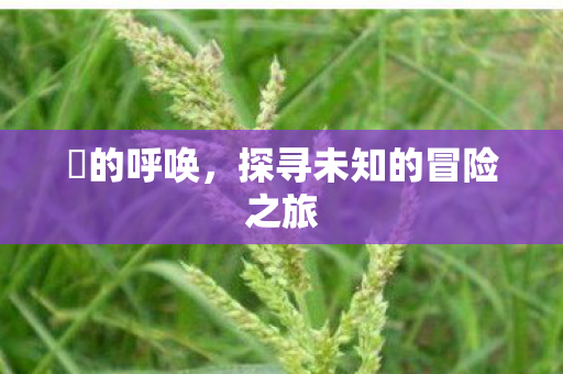囧的呼唤，探寻未知的冒险之旅