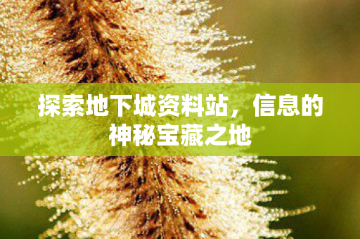 探索地下城资料站，信息的神秘宝藏之地