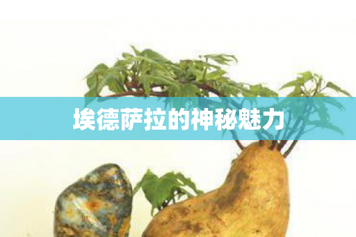 埃德萨拉的神秘魅力 埃德萨拉的神秘魅力