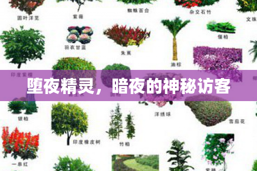 堕夜精灵,暗夜的神秘访客 堕夜精灵,暗夜的神秘访客