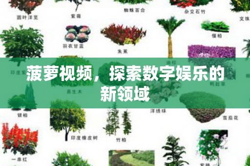 菠萝视频，探索数字娱乐的新领域