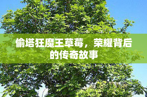 偷塔狂魔王草莓，荣耀背后的传奇故事