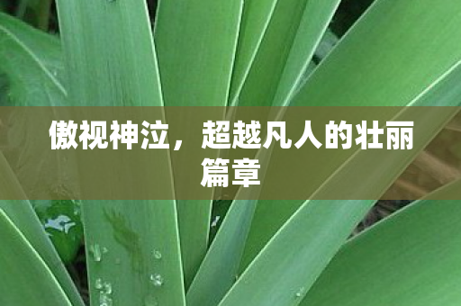 傲视神泣，超越凡人的壮丽篇章