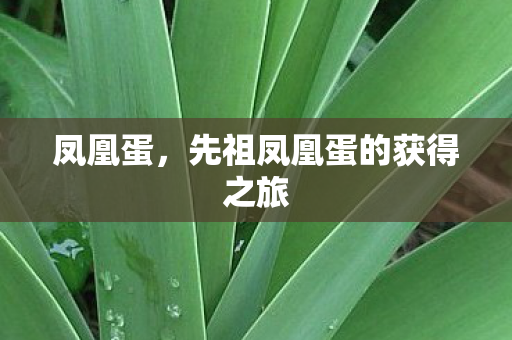 凤凰蛋，先祖凤凰蛋的获得之旅