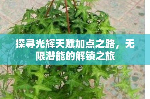 探寻光辉天赋加点之路，无限潜能的解锁之旅