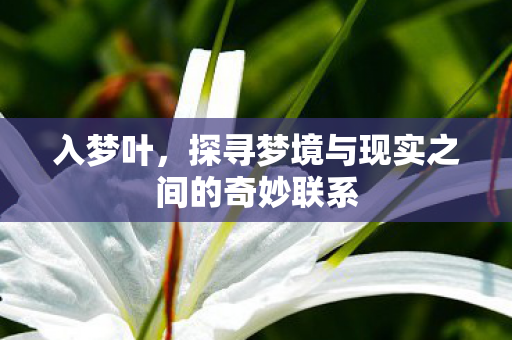 入梦叶，探寻梦境与现实之间的奇妙联系