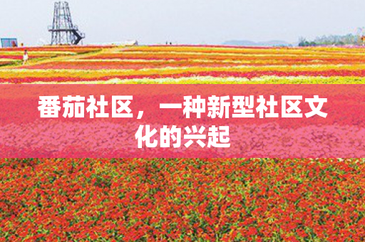 番茄社区，一种新型社区文化的兴起