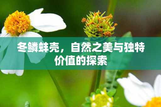 冬鳞蚌壳，自然之美与独特价值的探索