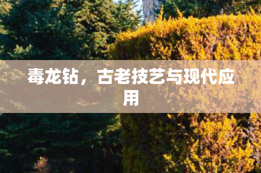 毒龙钻,古老技艺与现代应用 毒龙钻,古老技艺与现代应用