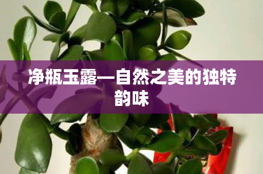 净瓶玉露—自然之美的独特韵味