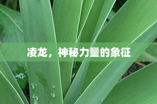凌龙，神秘力量的象征