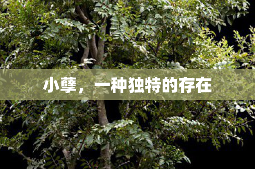 小孽，一种独特的存在