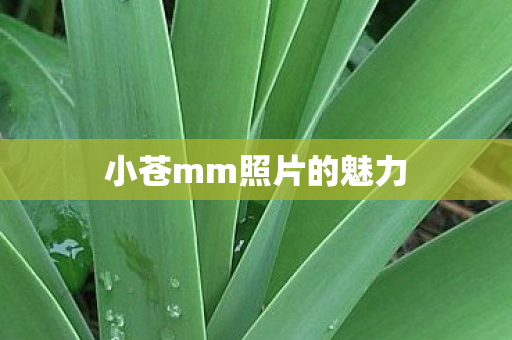 小苍mm照片的魅力 小苍mm照片的魅力
