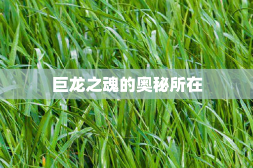 巨龙之魂的奥秘所在 巨龙之魂的奥秘所在