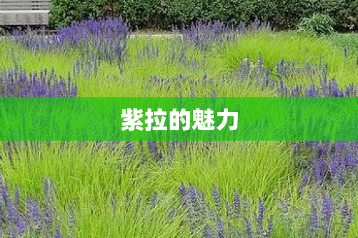 紫拉的魅力 紫拉的魅力