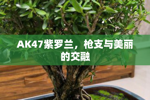 AK47紫罗兰,枪支与美丽的交融 AK47紫罗兰,枪支与美丽的交融