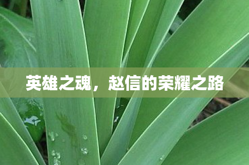 英雄之魂，赵信的荣耀之路