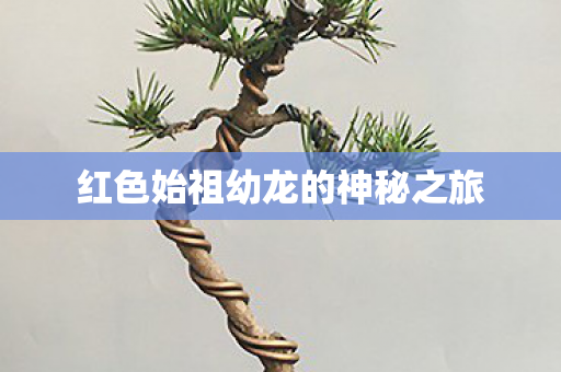 红色始祖幼龙的神秘之旅