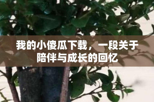 我的小傻瓜下载，一段关于陪伴与成长的回忆