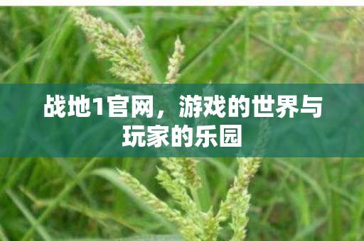 战地1官网，游戏的世界与玩家的乐园