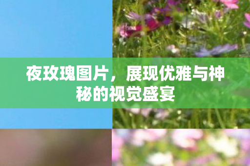 夜玫瑰图片,展现优雅与神秘的视觉盛宴 夜玫瑰图片,展现优雅与神秘的视觉盛宴