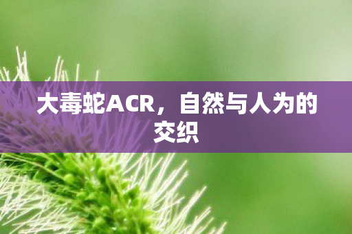 大毒蛇ACR，自然与人为的交织