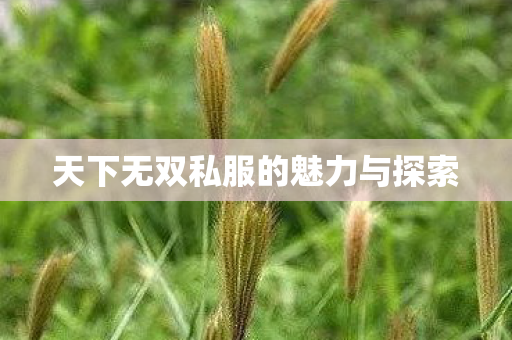 天下无双私服的魅力与探索 天下无双私服的魅力与探索