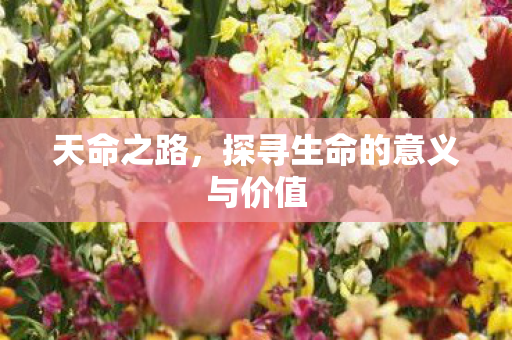 天命之路，探寻生命的意义与价值