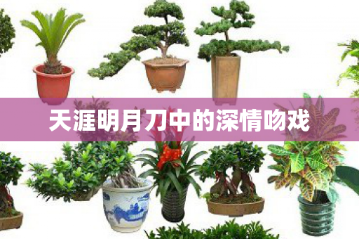 天涯明月刀中的深情吻戏